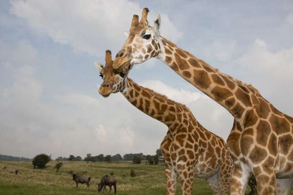 The Aspinall Foundation secures Barclays CBILS funding for Port Lympne & Howletts