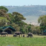 Safari